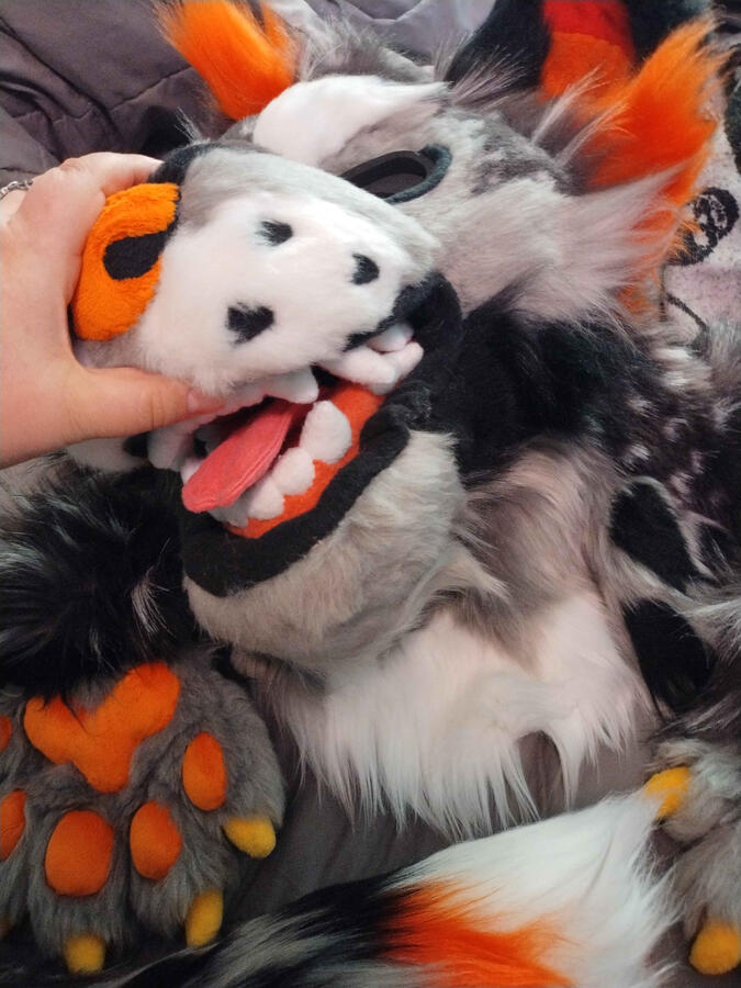 Name: Hallow the Hyena; Owner: FluffGator; Photos: DelGrimm