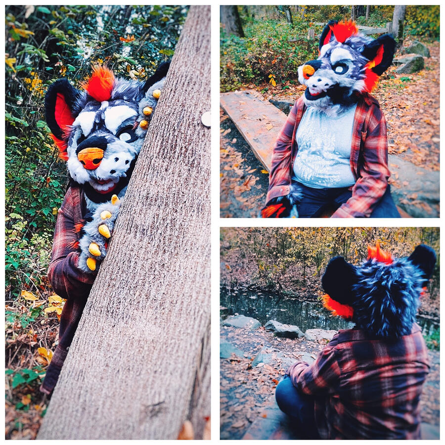 Name: Hallow the Hyena; Owner: FluffGator; Photos: DelGrimm