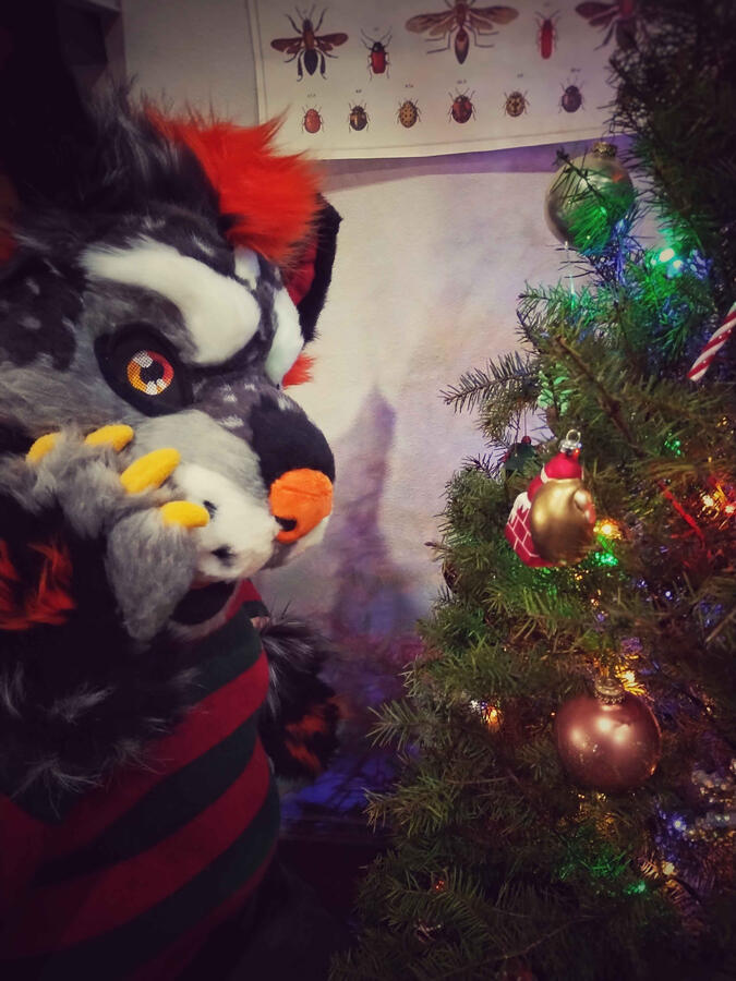 Name: Hallow the Hyena; Owner: FluffGator; Photos: DelGrimm