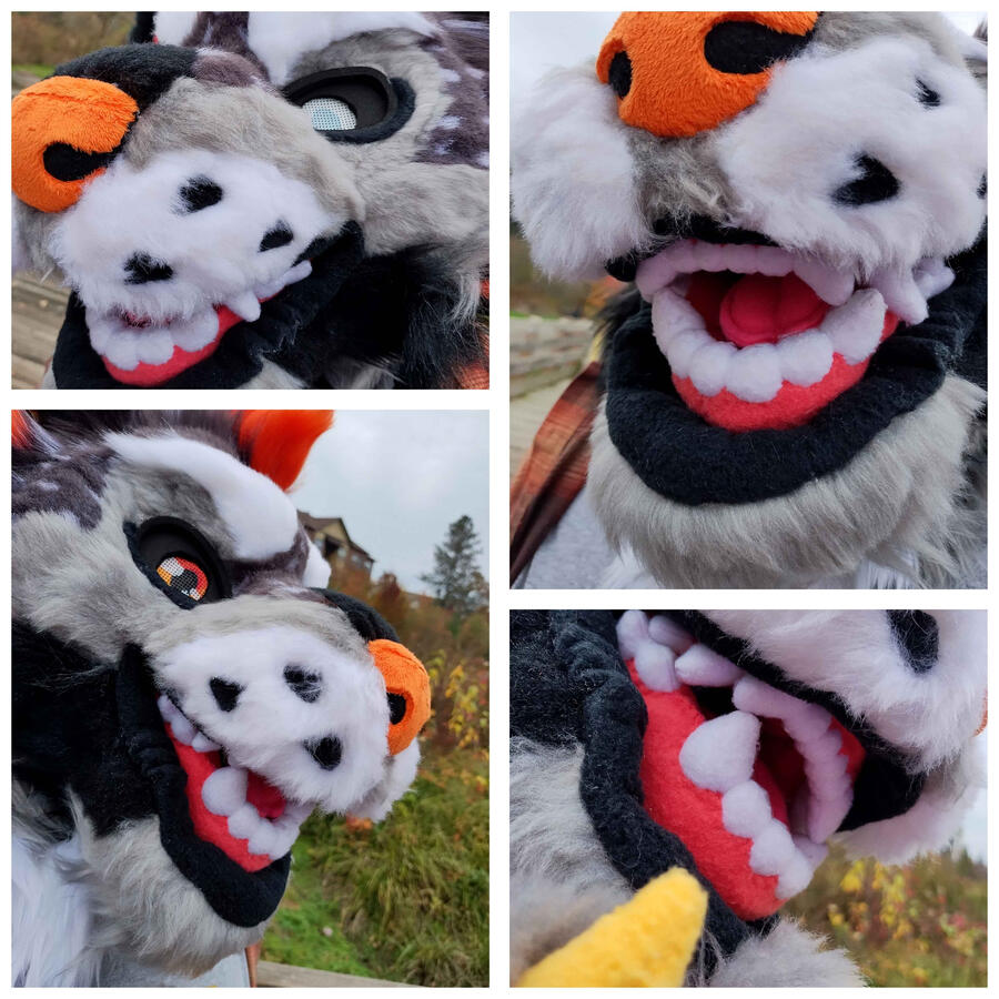 Name: Hallow the Hyena; Owner: FluffGator; Photos: DelGrimm